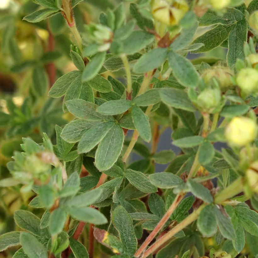 Potentilla fruticosa Citrus Tart- Potentille arbustive (Foliage)