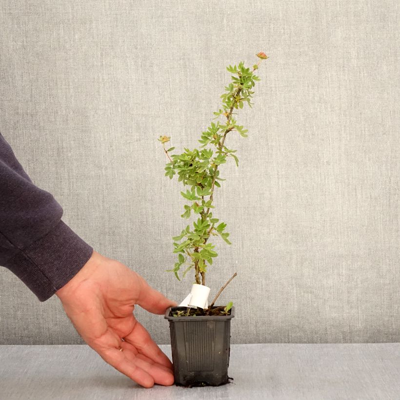 Example of Potentilla fruticosa Creme brulée- Potentille arbustive Godet de 8/9 cm as you get in printemps