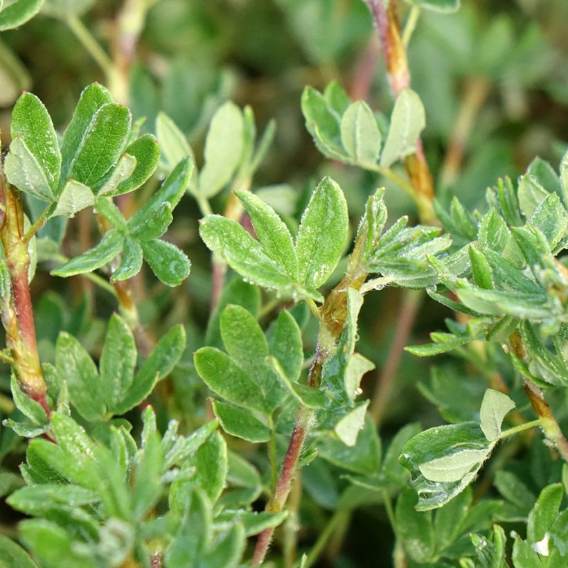 Potentilla fruticosa Double Punch Pastel - Potentille arbustive (Feuillage)