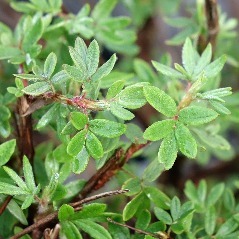 Potentilla fruticosa Double Punch Pink - Potentille arbustive (Feuillage)