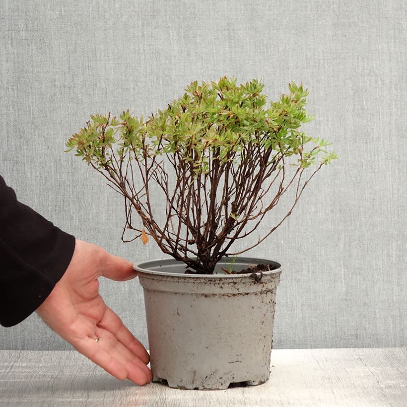 Spécimen de Potentilla fruticosa Lovely Pink- Potentille arbustive Pot de 1,5L/2L tel que livré au printemps