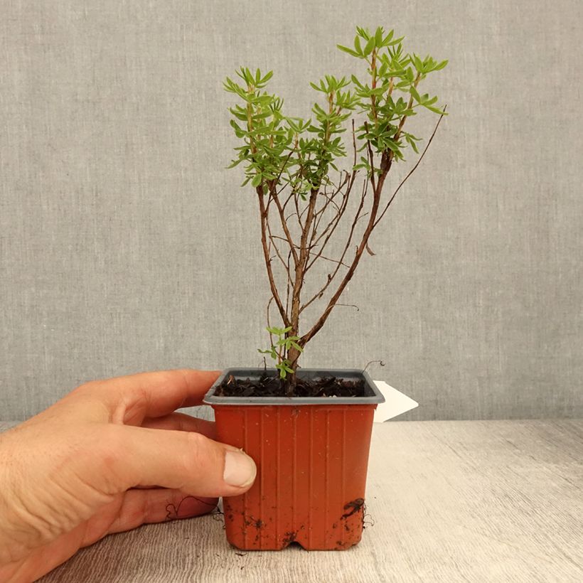 Example of Potentilla fruticosa Mango Tango- Potentille arbustive Godet de 8/9 cm as you get in printemps