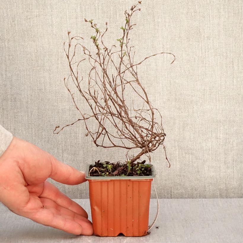 Spécimen de Potentilla fruticosa Marian Red Robin - Potentille arbustive Godet de 8/9 cm tel que livré au printemps