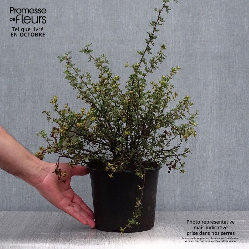 Spécimen de Potentilla fruticosa Primrose Beauty - Potentille arbustive Pot de 2L/3L tel que livré en automne