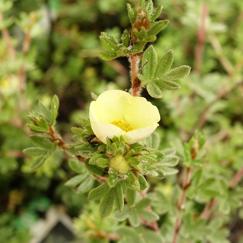 Potentilla fruticosa Primrose Beauty - Potentille arbustive (Floraison)
