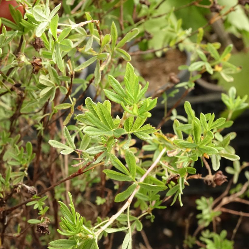 Potentilla fruticosa Princess Pink Queen - Potentille arbustive (Foliage)