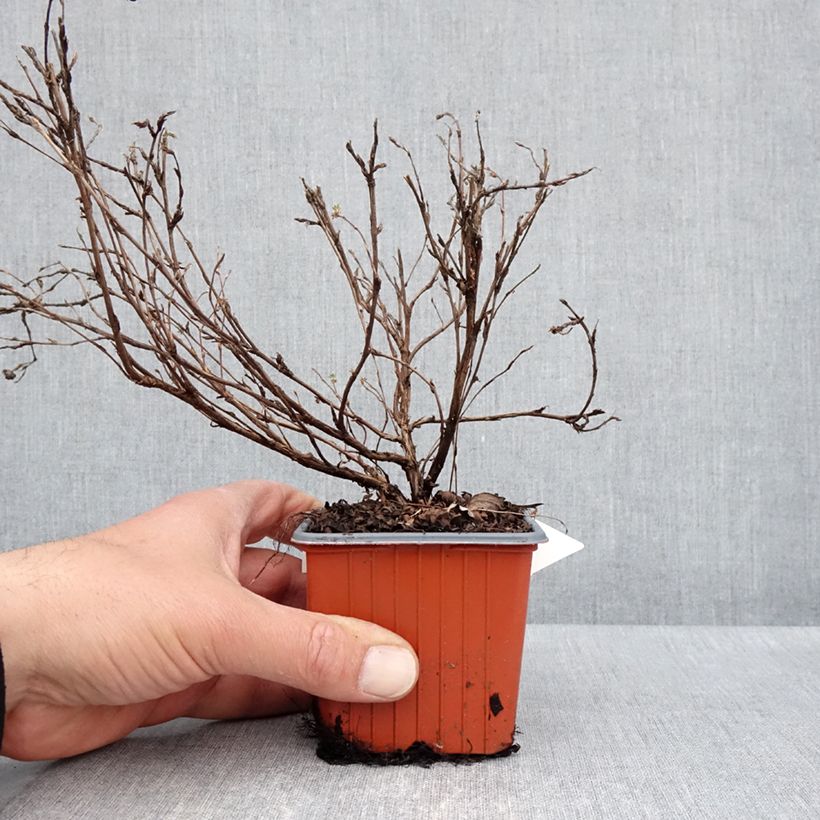 Spécimen de Potentilla fruticosa Tangerine - Potentille arbustive  Godet de 8/9 cm tel que livré au printemps