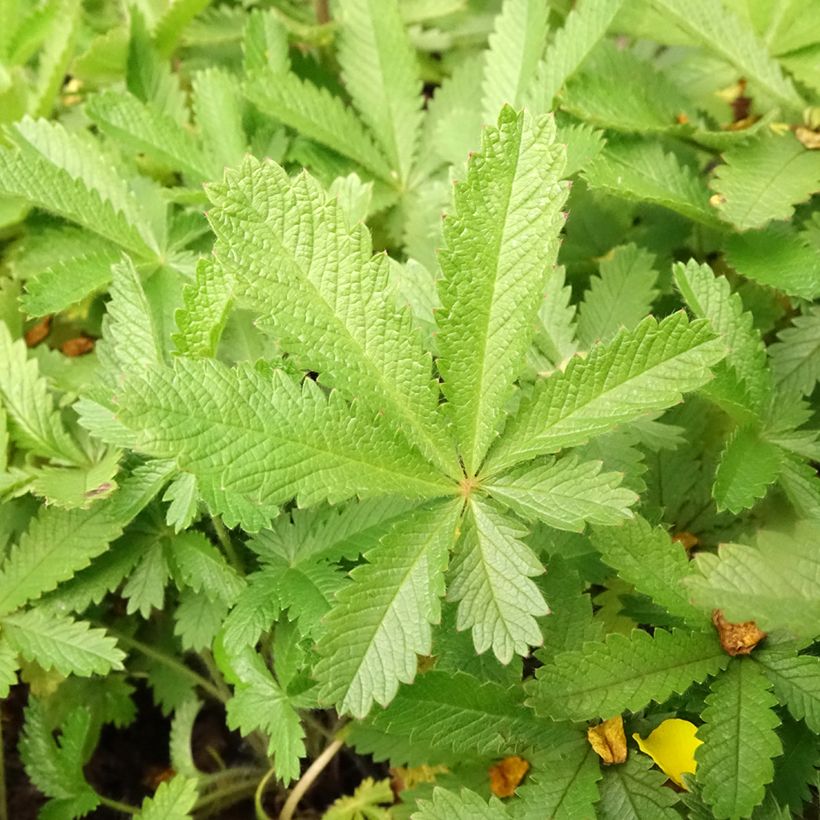 Potentilla recta sulphurea - Potentille dressée (Foliage)