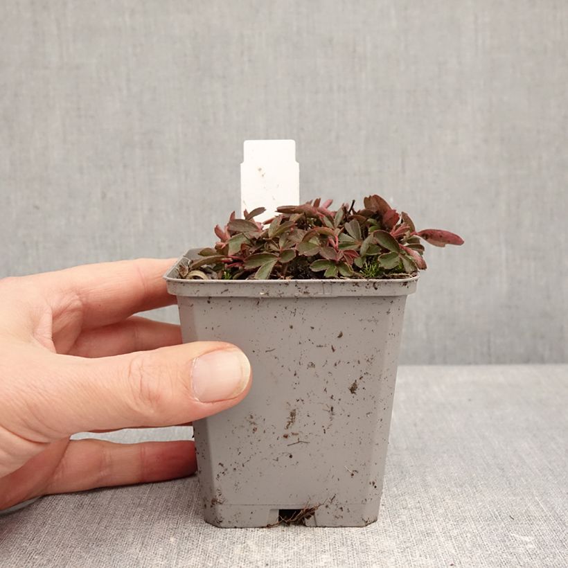 Example of Potentilla tridentata Nuuk - Potentille vivace Godet de 8/9 cm as you get in hiver