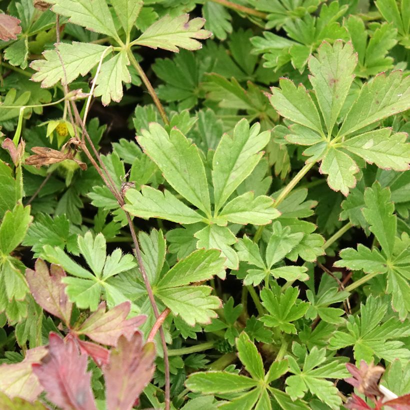 Potentilla verna - Potentille de printemps (Foliage)