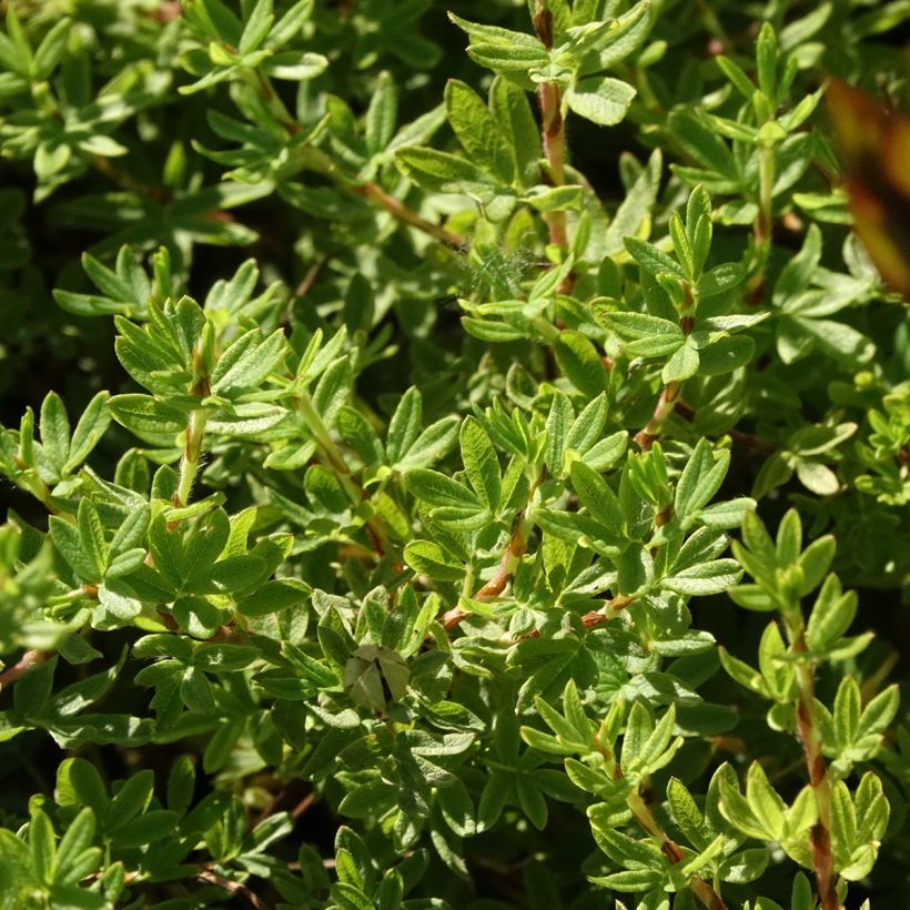 Potentille arbustive Bella Apple - Potentilla fruticosa  (Floraison)