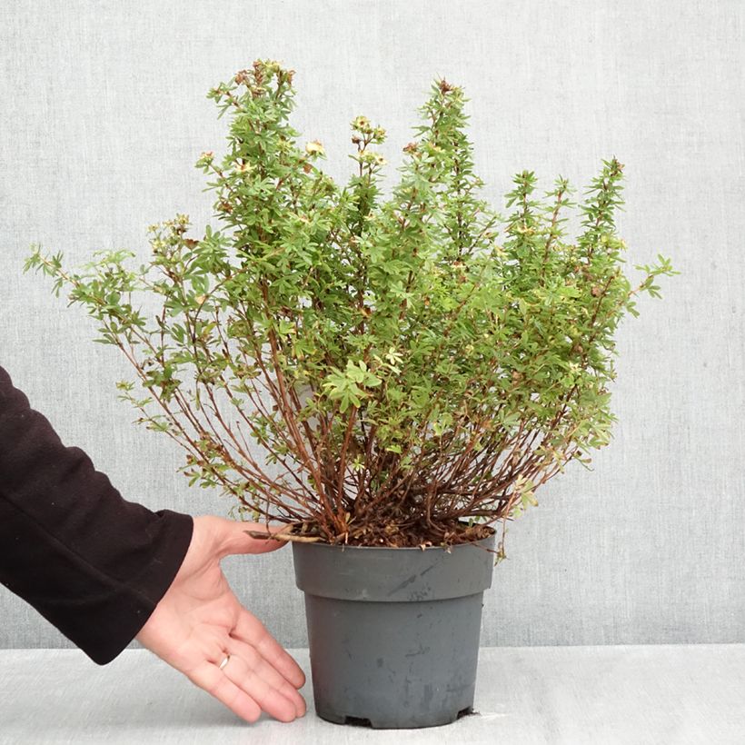 Spécimen de Potentille arbustive Bella Apple - Potentilla fruticosa  Pot de 2L/3L tel que livré en automne