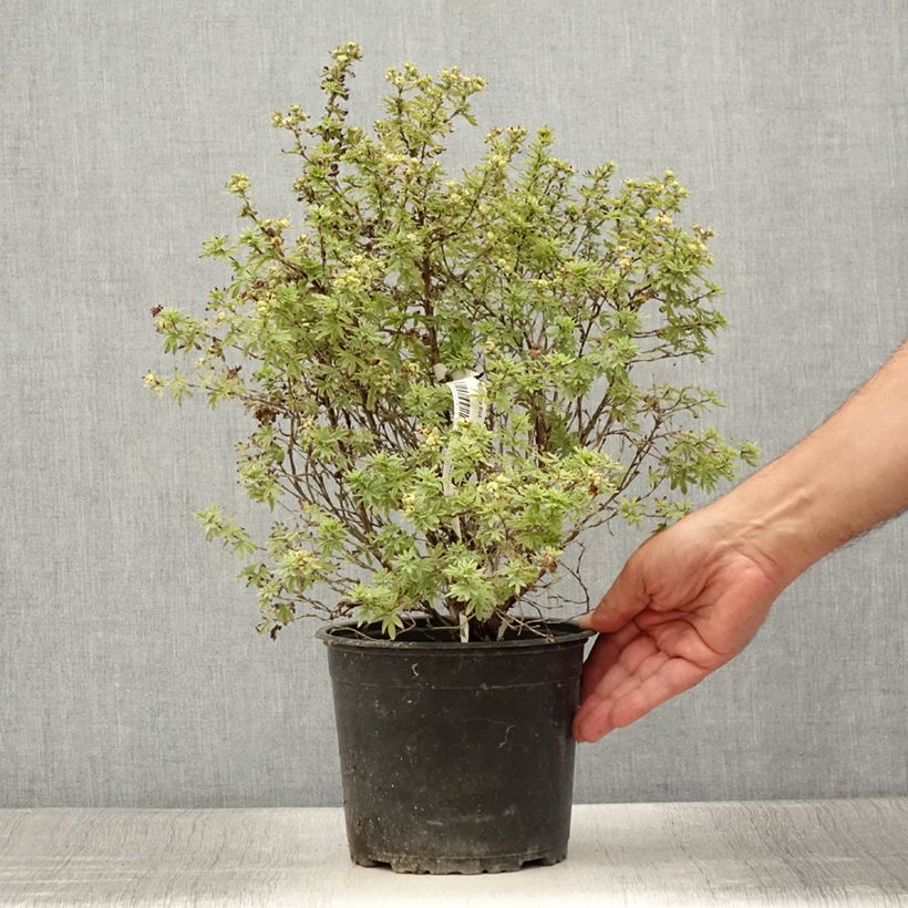 Spécimen de Potentille arbustive Bella Apple - Potentilla fruticosa  Pot de 2L/3L tel que livré en été