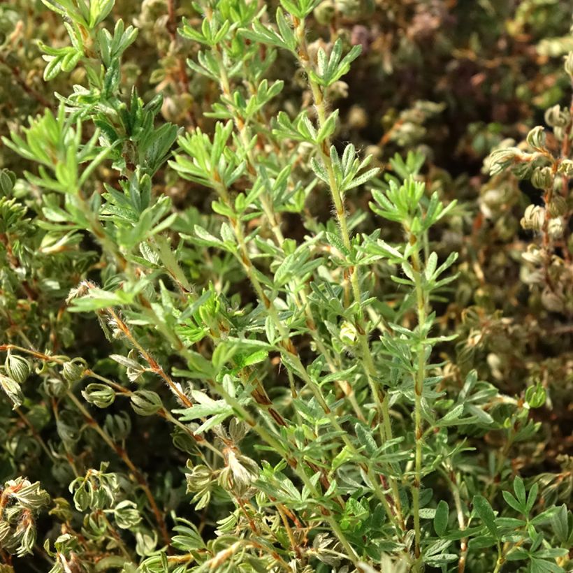 Potentille arbustive Bella Lindsey - Potentilla fruticosa (Feuillage)