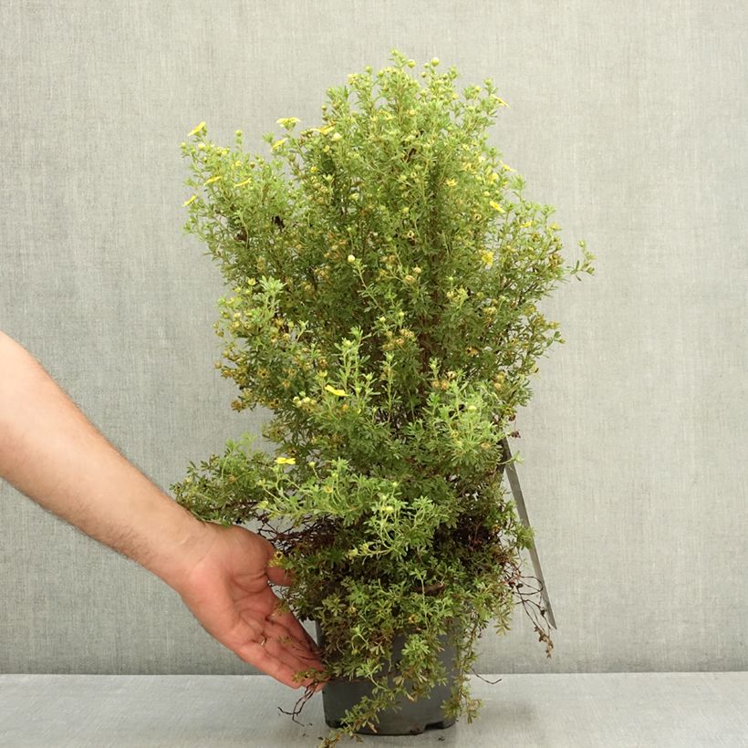 Spécimen de Potentille arbustive Bella Lindsey - Potentilla fruticosa Pot de 2L/3L tel que livré en été