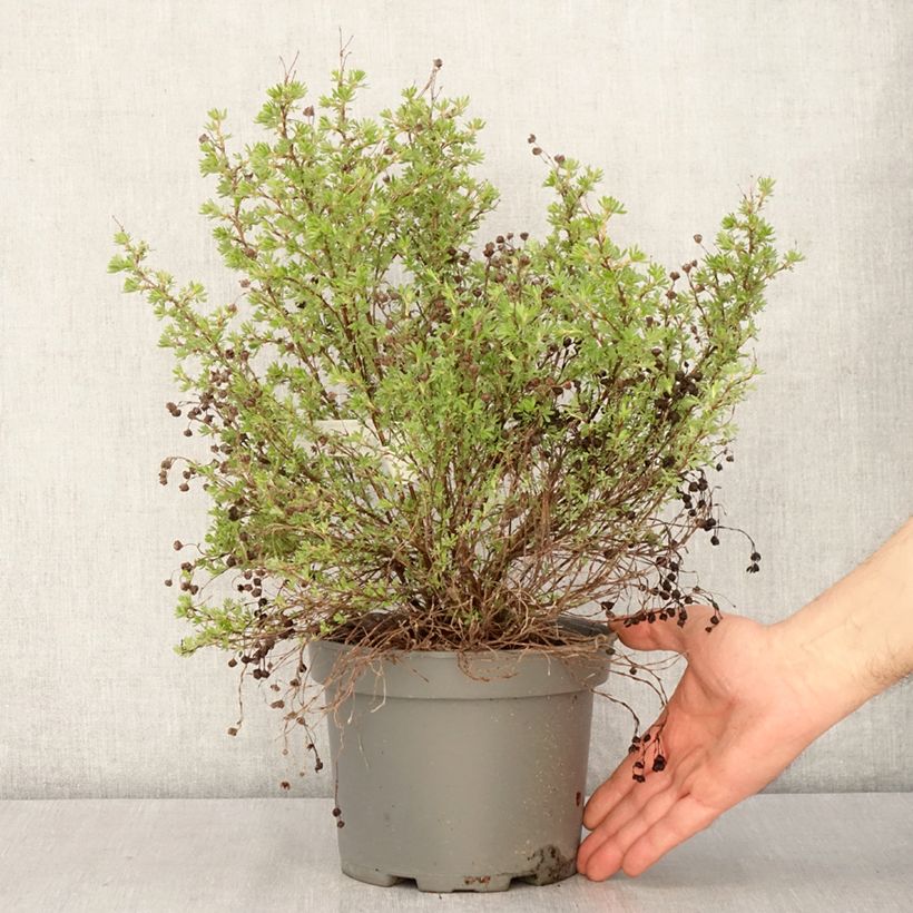 Spécimen de Potentille arbustive Bella Lindsey - Potentilla fruticosa Pot de 2L/3L tel que livré au printemps