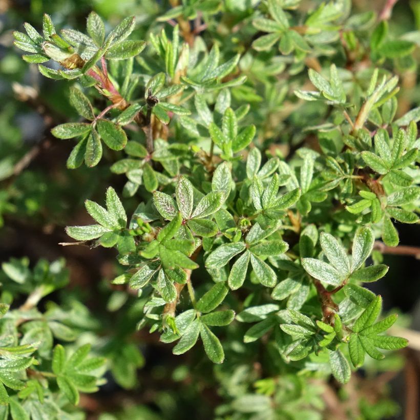 Potentille arbustive Bella Rosa - Potentilla fruticosa (Feuillage)