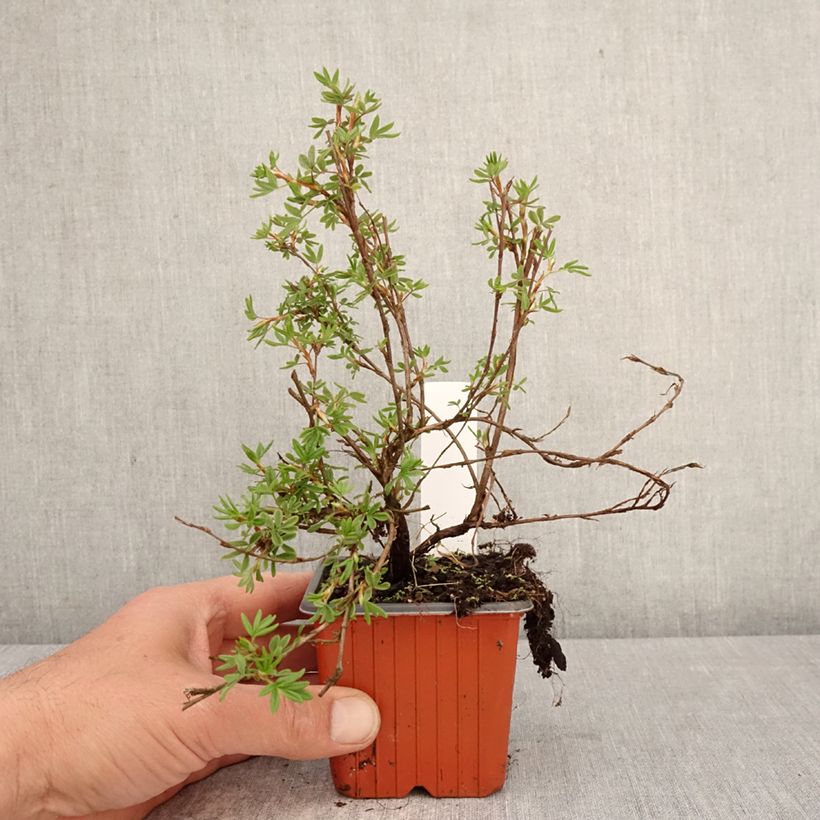Spécimen de Potentille arbustive Bella Rosa - Potentilla fruticosa Godet de 8/9 cm tel que livré au printemps