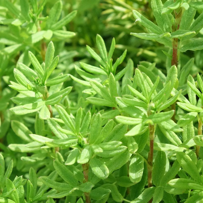 Potentille arbustive Marmalade - Potentilla fruticosa (Foliage)