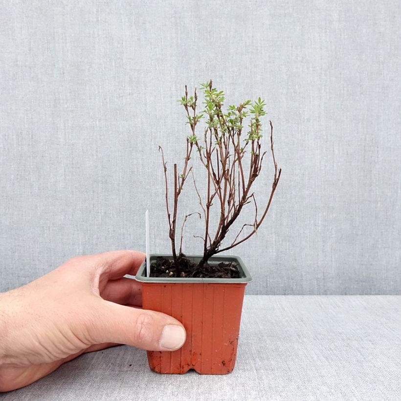 Example of Potentille arbustive Marmalade - Potentilla fruticosa Godet de 8/9 cm as you get in printemps