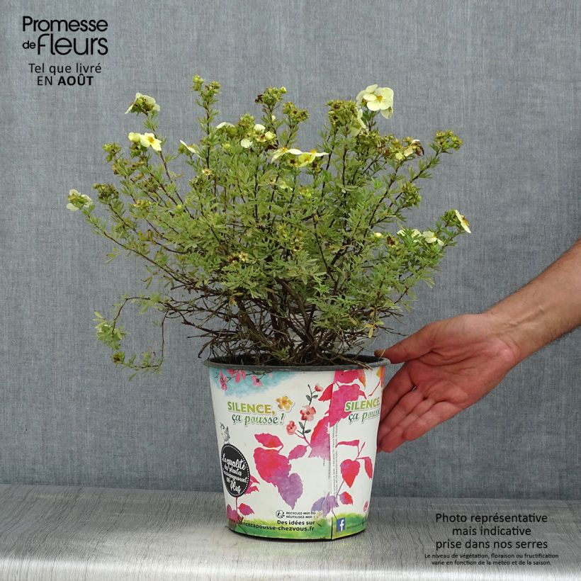 Spécimen de Potentille arbustive - Potentilla fruticosa Creamissima Pot de 4L/5L tel que livré en été
