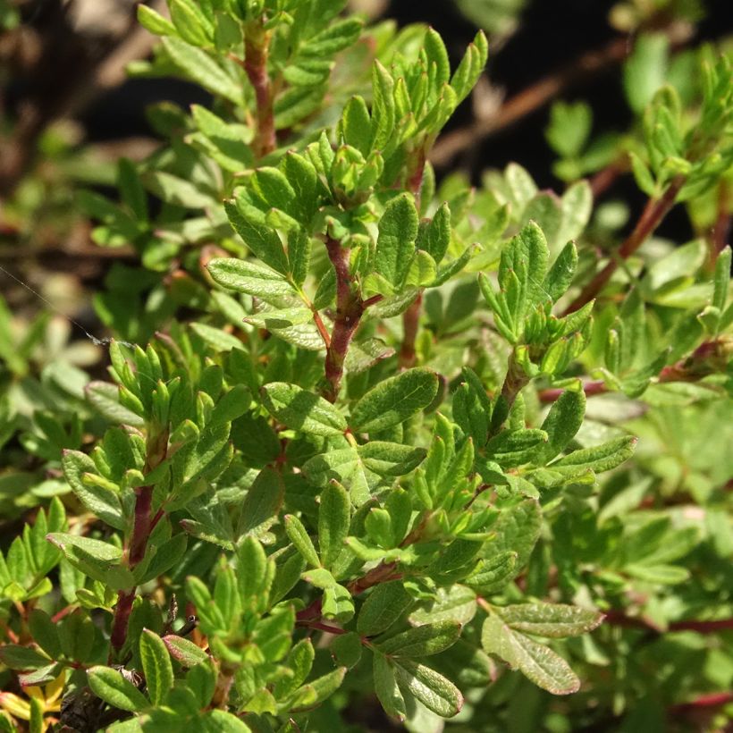 Potentille arbustive - Potentilla fruticosa Double Punch Peach (Feuillage)