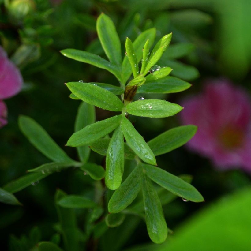Potentilla fruticosa Pink Paradise - Potentille arbustive (Foliage)