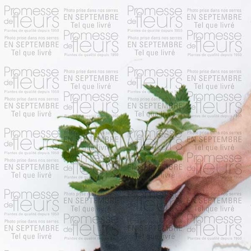 Example of Potentille vivace - Potentilla Yellow Queen Godet de 8/9 cm as you get