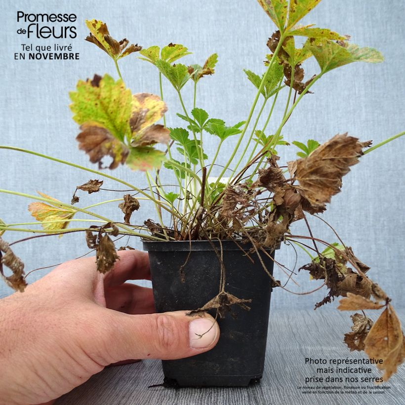 Spécimen de Potentille vivace - Potentilla tonguei Godet de 8/9 cm tel que livré en automne