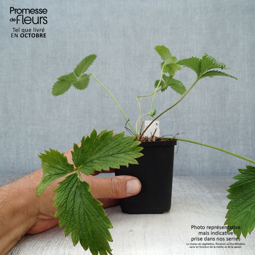 Spécimen de Potentille vivace - Potentilla William Rollisson Godet de 8/9 cm tel que livré en automne