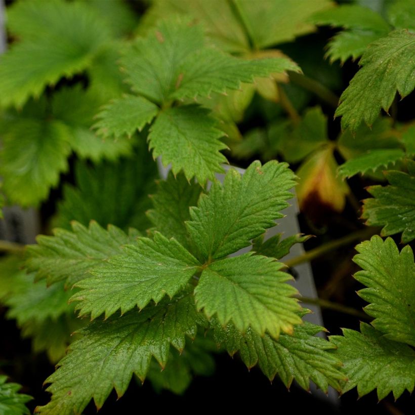 Potentille vivace - Potentilla Yellow Queen (Foliage)