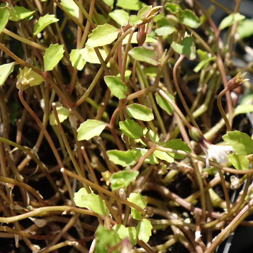 Pratia pedunculata Alba (Feuillage)