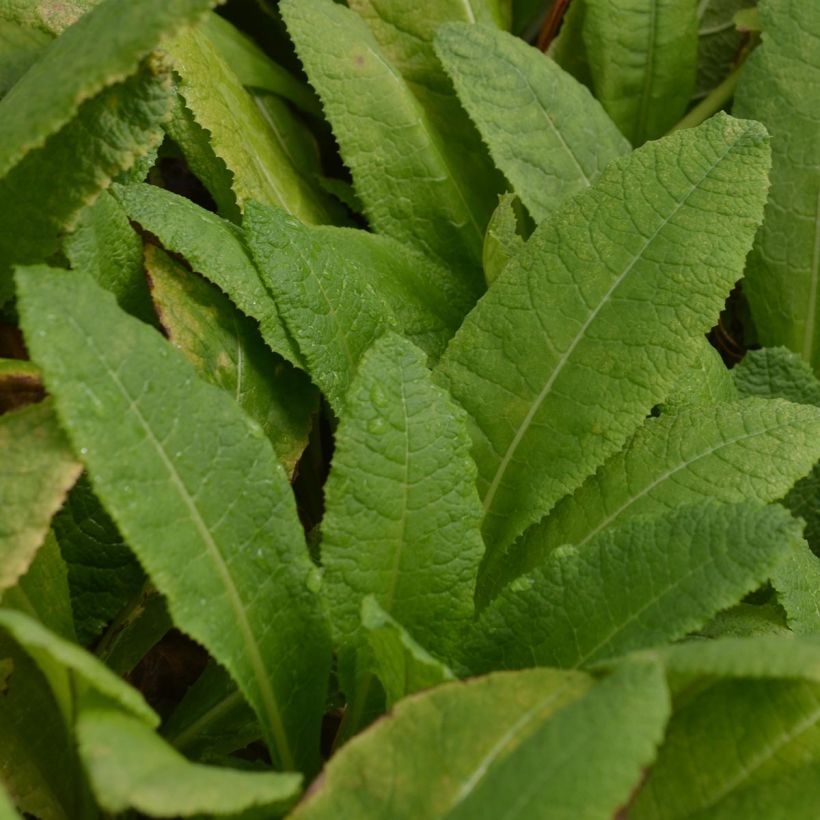 Primevère candélabre - Primula bulleyana (Foliage)