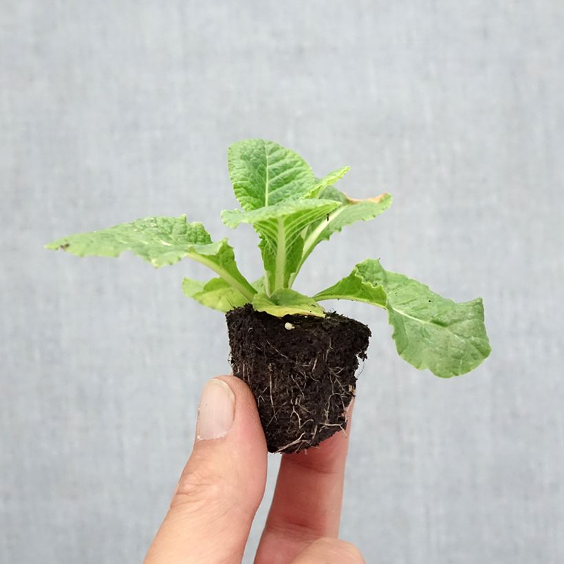 Spécimen de Primevère double Rubens en mélange miini-motte - Mottes de 3,8 x 3,2 cm en plaque de culture par 16 Jardimotte : motte 3,8 cm x 3,2 cm en plaque de culture par 16, Plant vert de 5 cm de haut environ tel que livré en automne