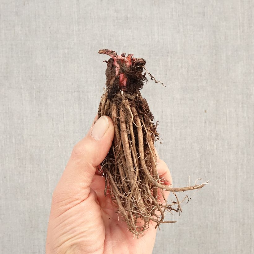 Spécimen de Primevère du Japon Millers Crimson - Primula japonica Racines nues tel que livré en hiver