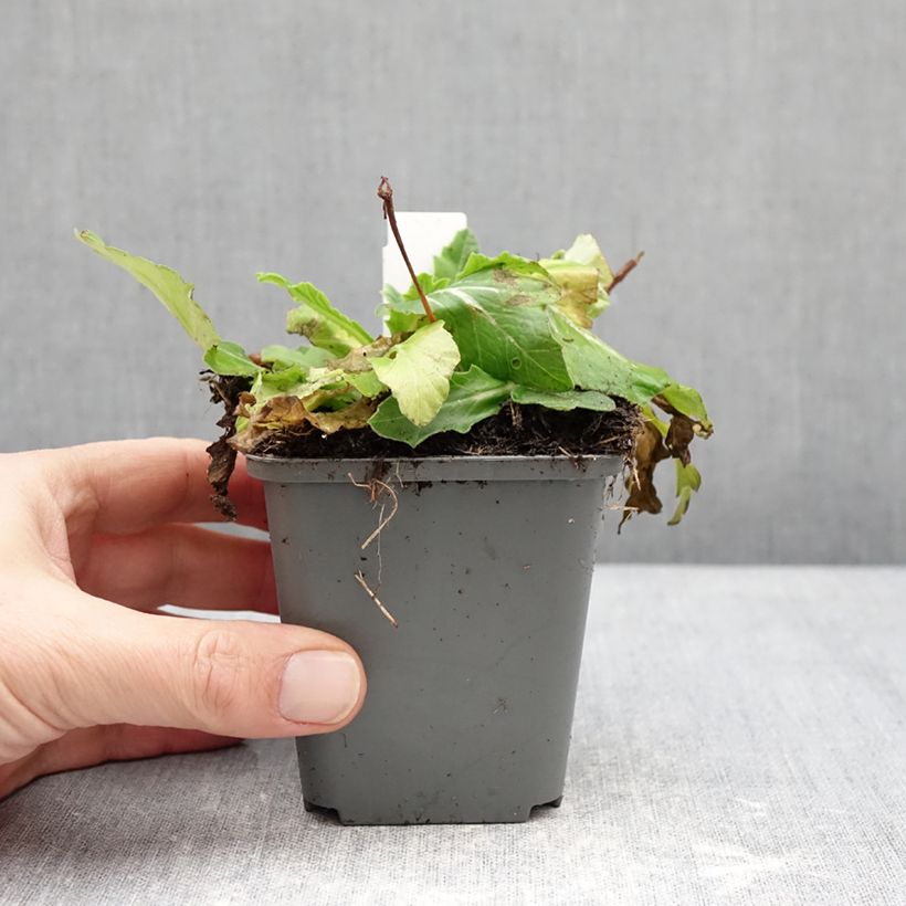 Spécimen de Primevère hybride Oak Leaf Yellow Picotee Godet de 8/9 cm tel que livré en hiver