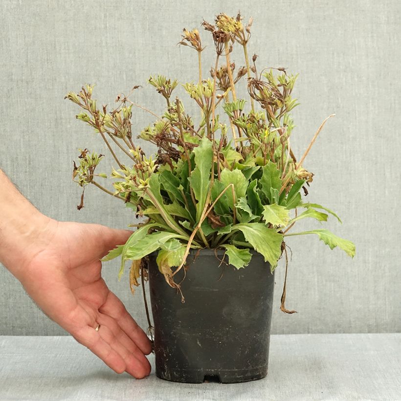 Spécimen de Primevère hybride Oak Leaf Yellow Picotee Pot de 2L/3L tel que livré en été