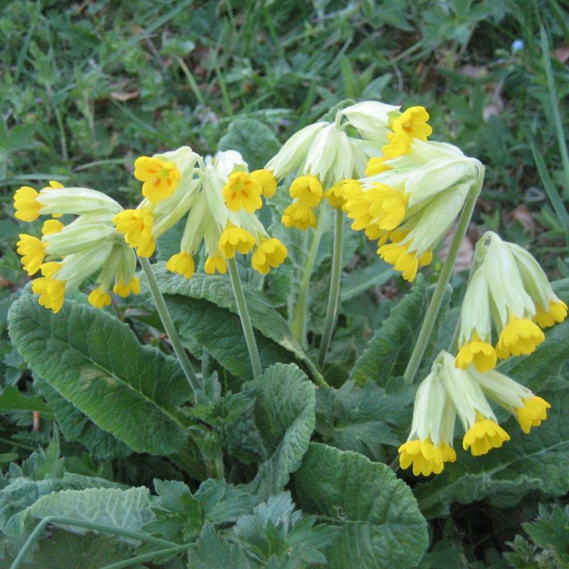 Primula veris - Primevère officinale, Coucou (Flowering)
