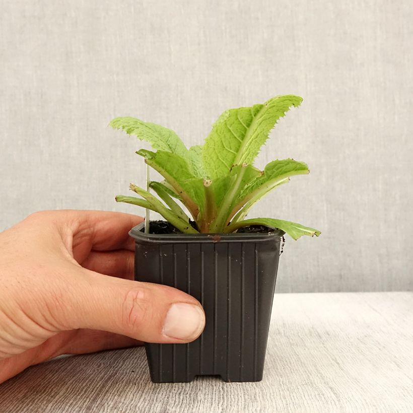 Spécimen de Primevère - Primula japonica Godet de 8/9 cm tel que livré en automne