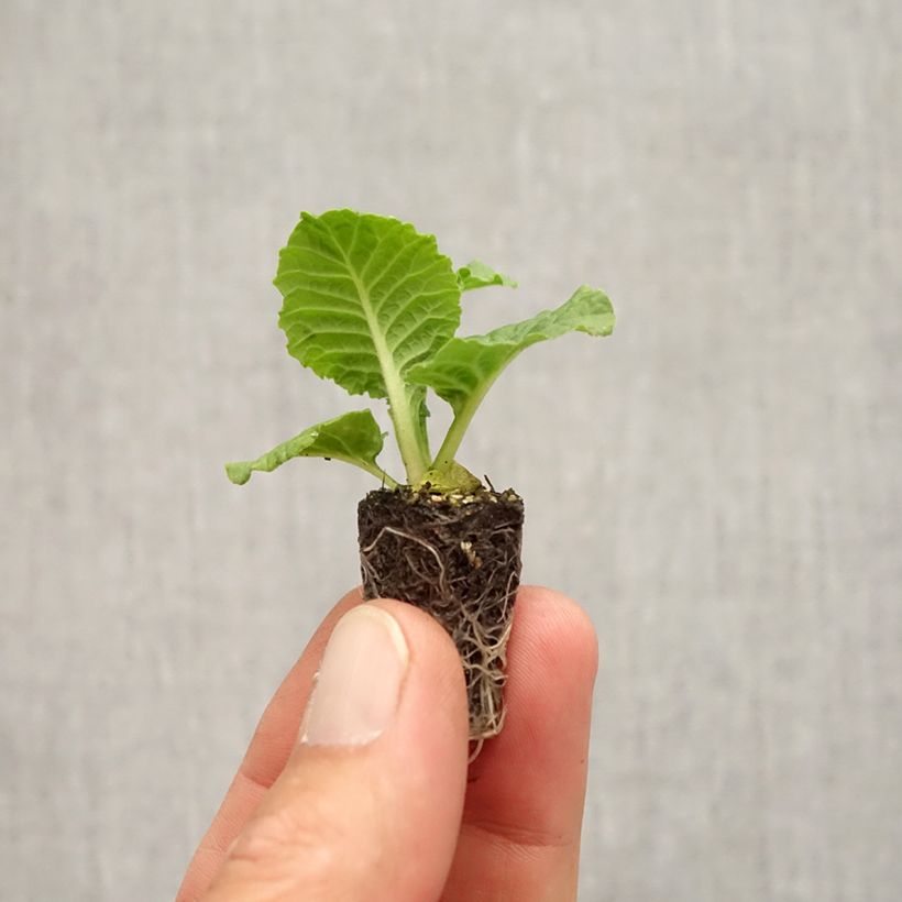 Example of Primevère Rambo F1 Purple Flame - Primula acaulis Mini-motte Ø 1,5/2,5 cm as you get in automne