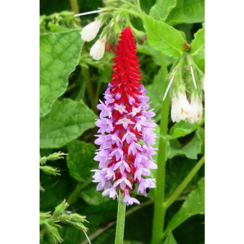Primevère - Primula vialii (Floraison)