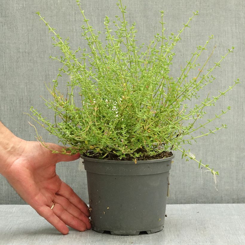 Spécimen de Prostanthera Rosetta - Menthe australienne Pot de 2L/3L tel que livré en été