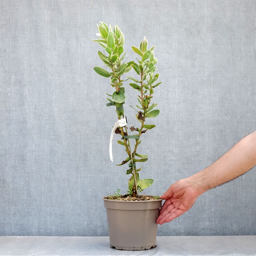 Spécimen de Protea eximia - Protée à feuilles larges Pot de 3L/4L tel que livré au printemps