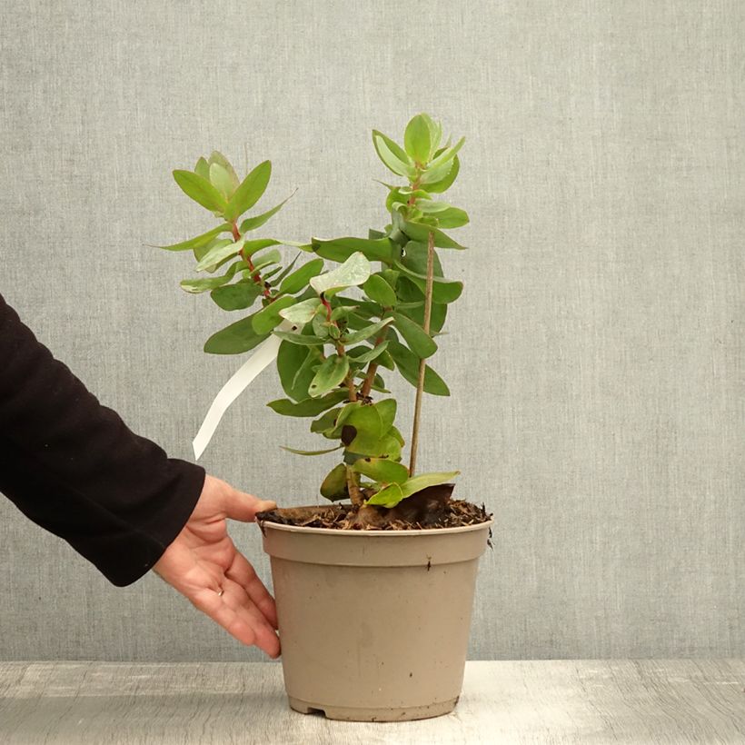 Spécimen de Protea magnifica - Protée magnifique, Reine Protée Pot de 3L/4L tel que livré en automne