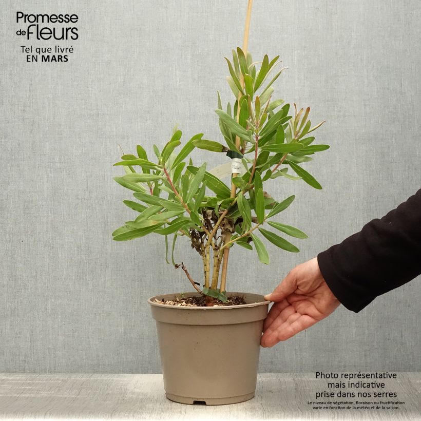 Example of Protea Pink Ice - Protée hybride Pot de 4L/5L as you get in printemps