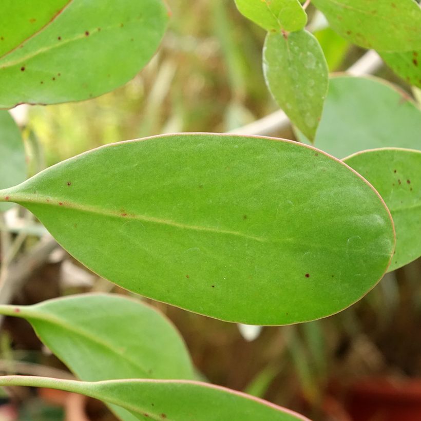 Protée royale - Protea cynaroides (Feuillage)