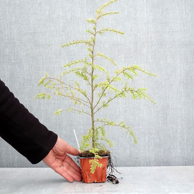 Spécimen de Pruche de l'Ouest - Tsuga heterophylla Godet de 8/9 cm tel que livré au printemps