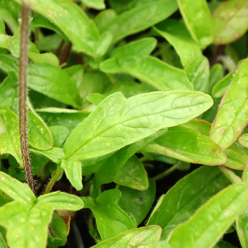 Prunella grandiflora Altenberg Rosa - Brunelle à grandes fleurs (Feuillage)