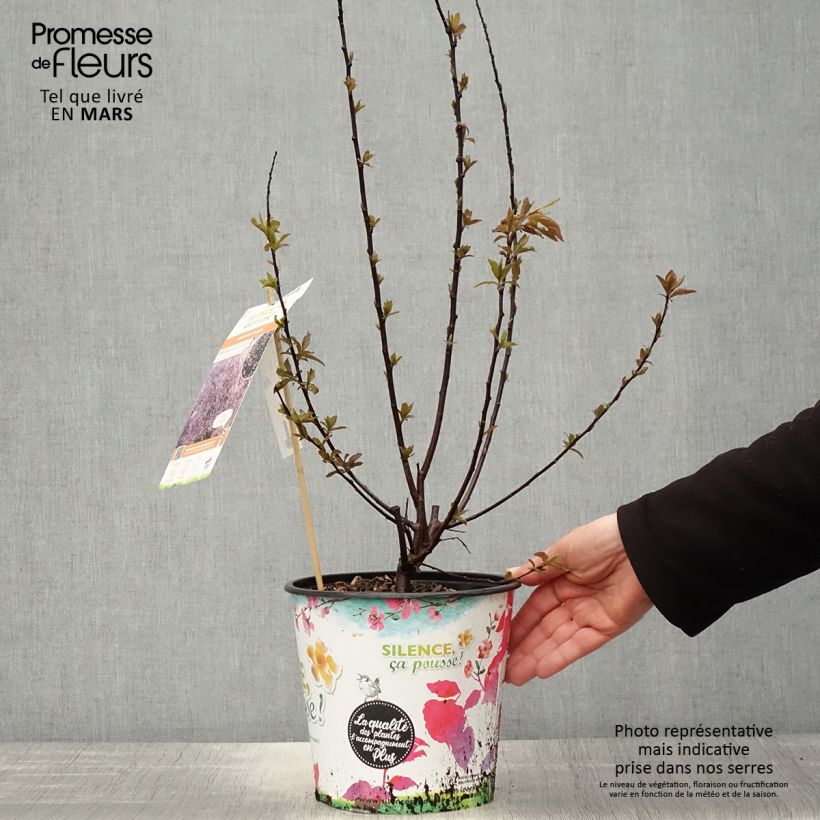 Example of Prunier à fleurs - Prunus cerasifera Nigra Pot de 3L/4L, Buisson, Touffe as you get in printemps
