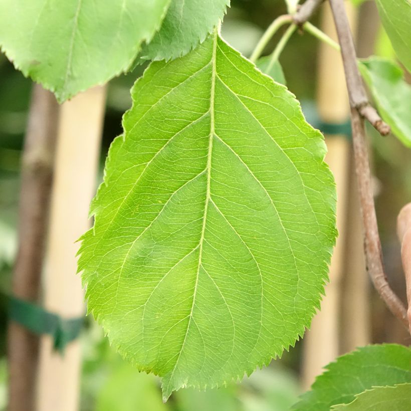 Prunier Altesse Double - Quetsche italienne (Feuillage)